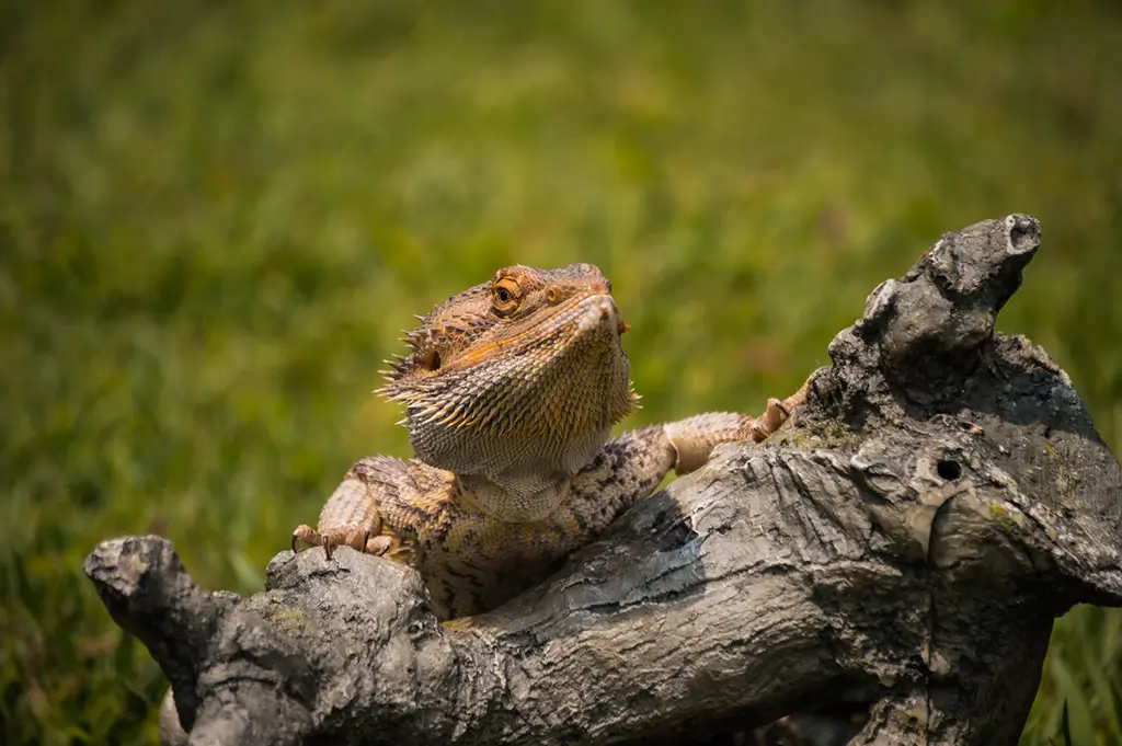 A Bearded Dragon in the sun