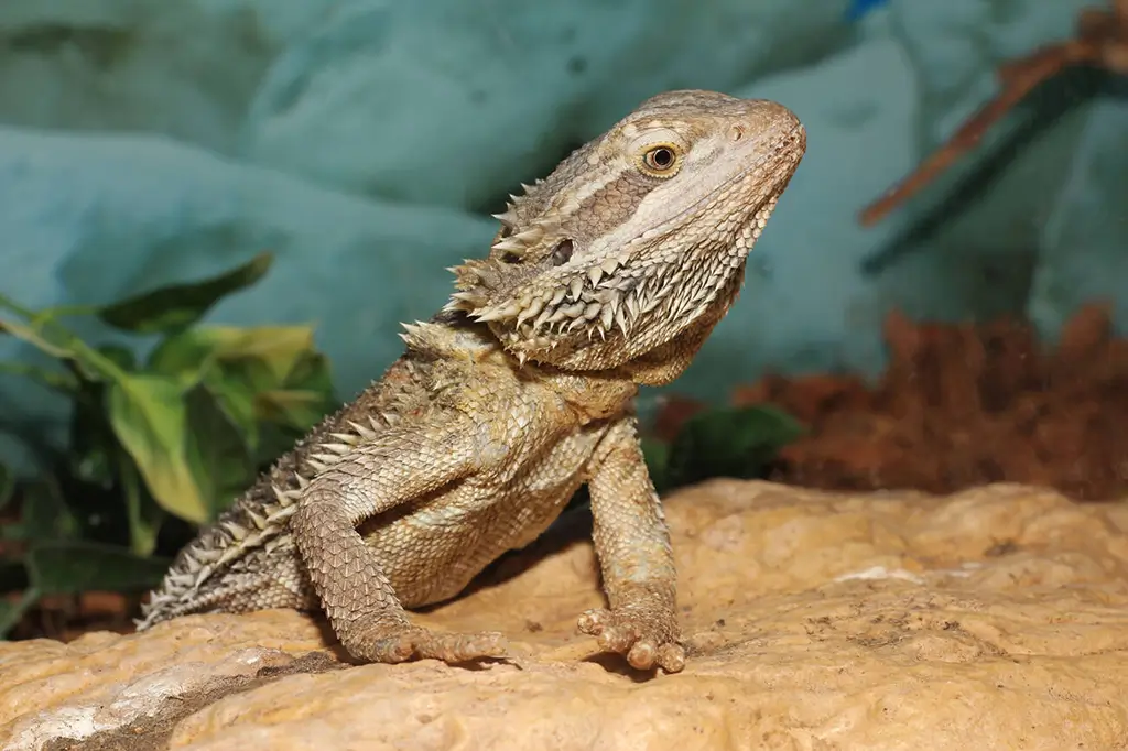 bearded-dragon-perched-on-a-warming-rock-inside-an-aquarium-tank