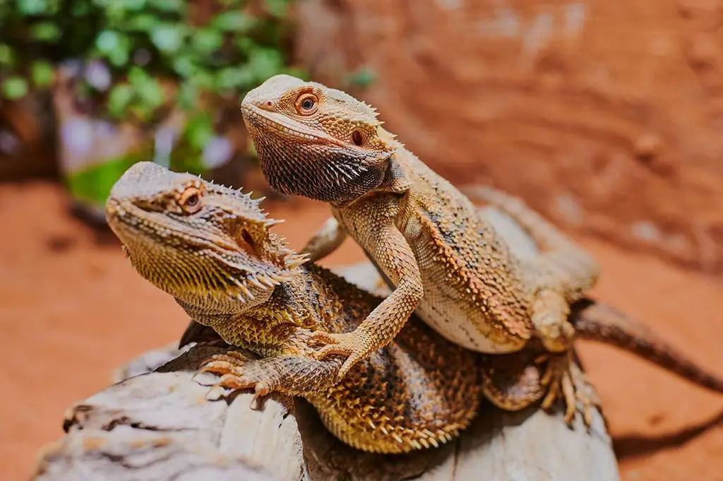 two bearded dragons sitting on top on each other in the terrarium