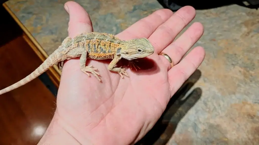 baby-bearded-dragon