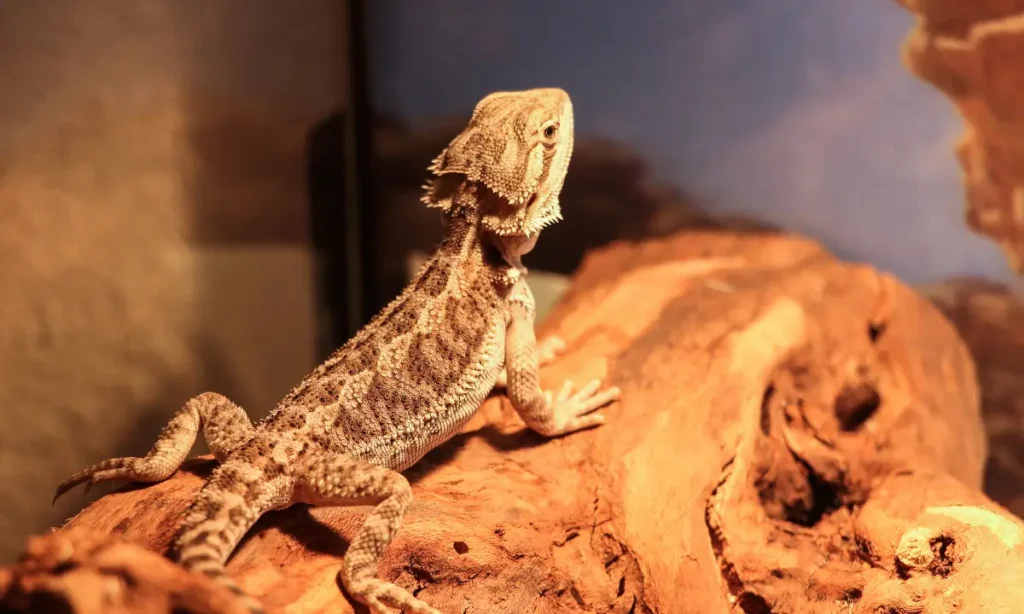 bearded-dragon-tank-size