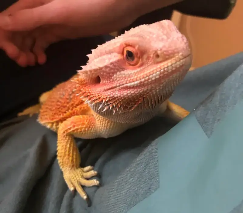 bearded-dragon-turned-white