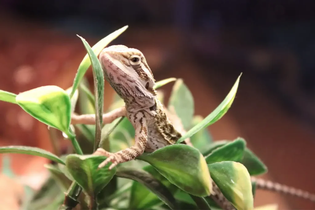 juvenile-bearded-dragon