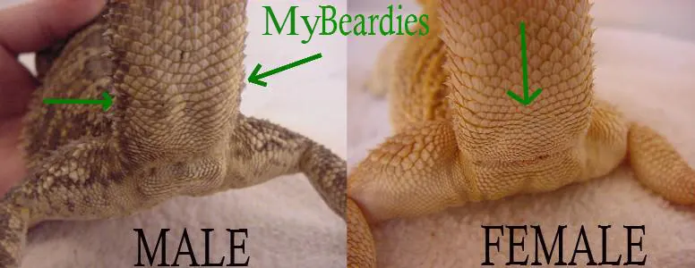 How To Sex A Bearded Dragon And Tell Their Age 6 Proven Methods 4455