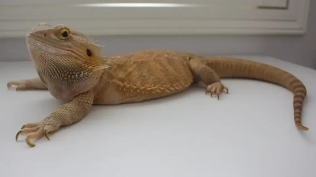 Adenovirus Infected Bearded Dragons