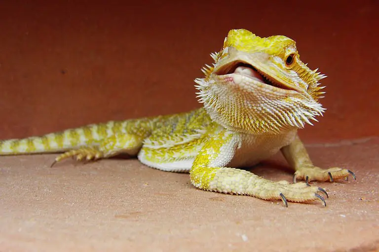 a-lethargic-bearded-dragon