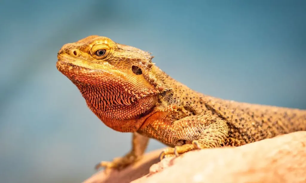 bearded-dragon-fat-pads