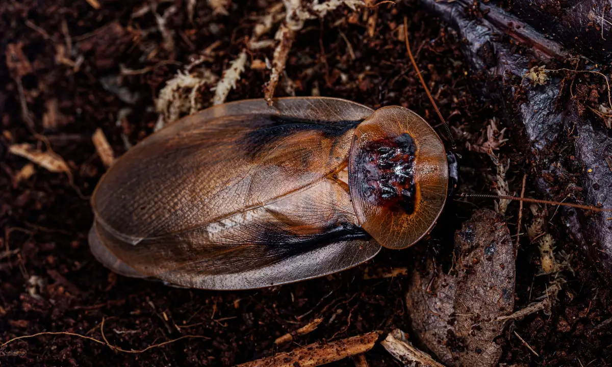 breeding-dubia-roaches