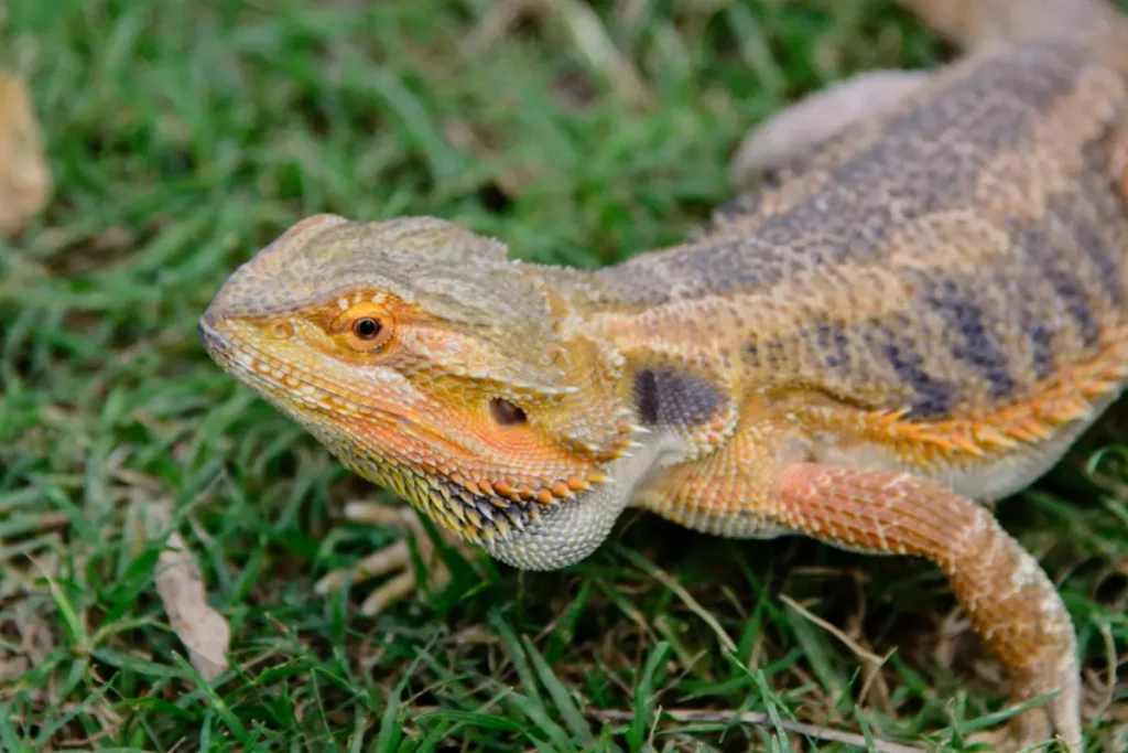 fat-pads-of-a-healthy-bearded-dragon