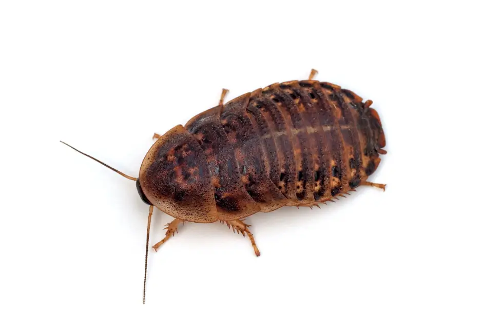 female-dubia-roach