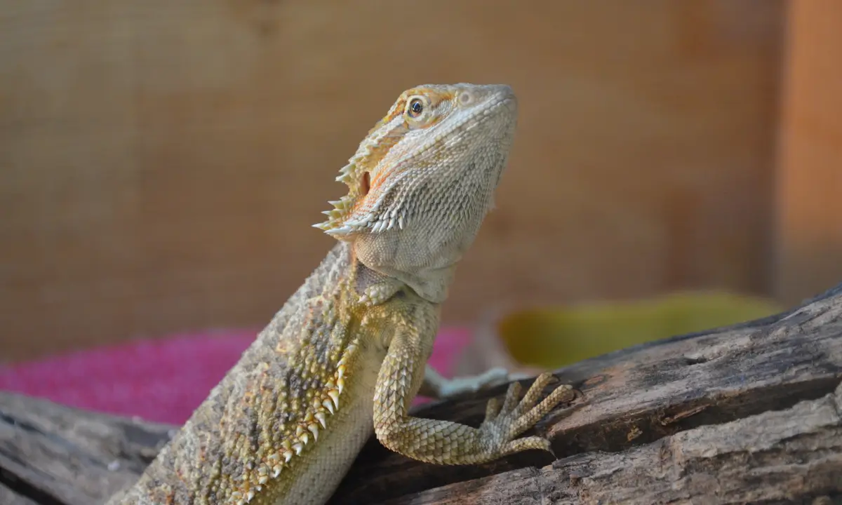 how-to-tell-if-your-bearded-dragon-is-healthy