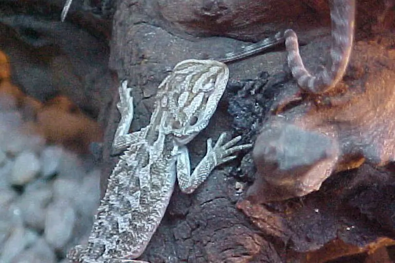 lethargic-baby-Bearded-dragon-sitting-with-eyes-closed-on-a-log