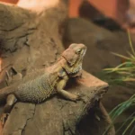 why-is-my-bearded-dragon-lethargic