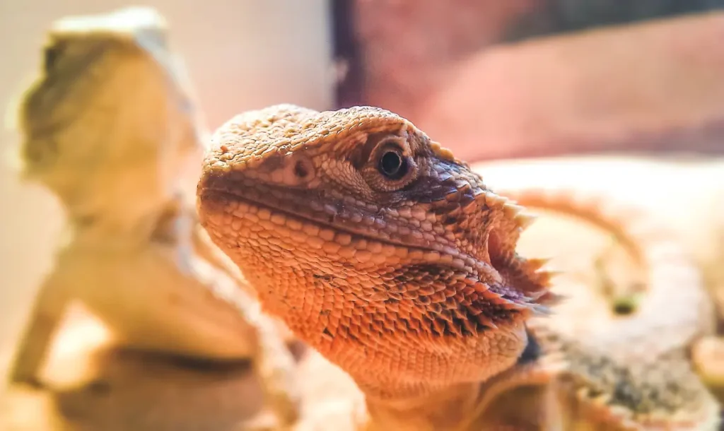 a-curious-bearded-dragon