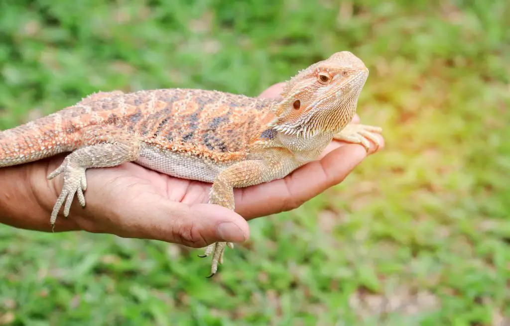 a-fancy-bearded-dragon