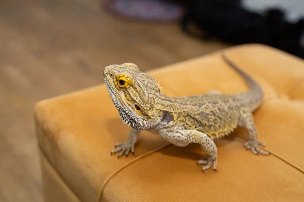 normal bearded dragon