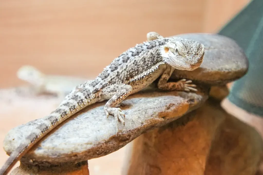 an-active-bearded-dragon