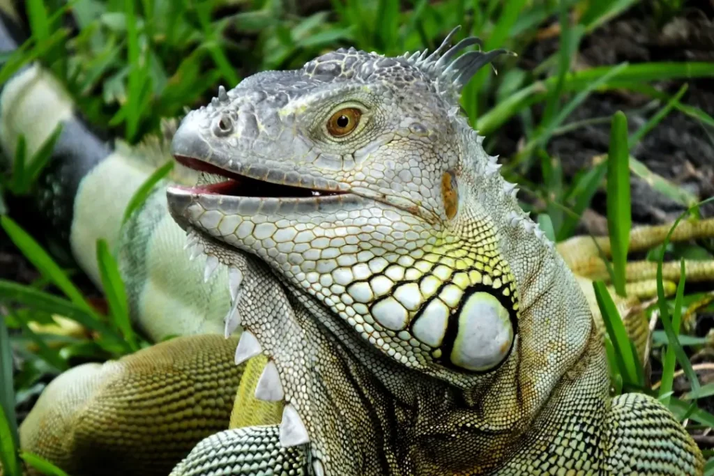 an-aggressive-iguana
