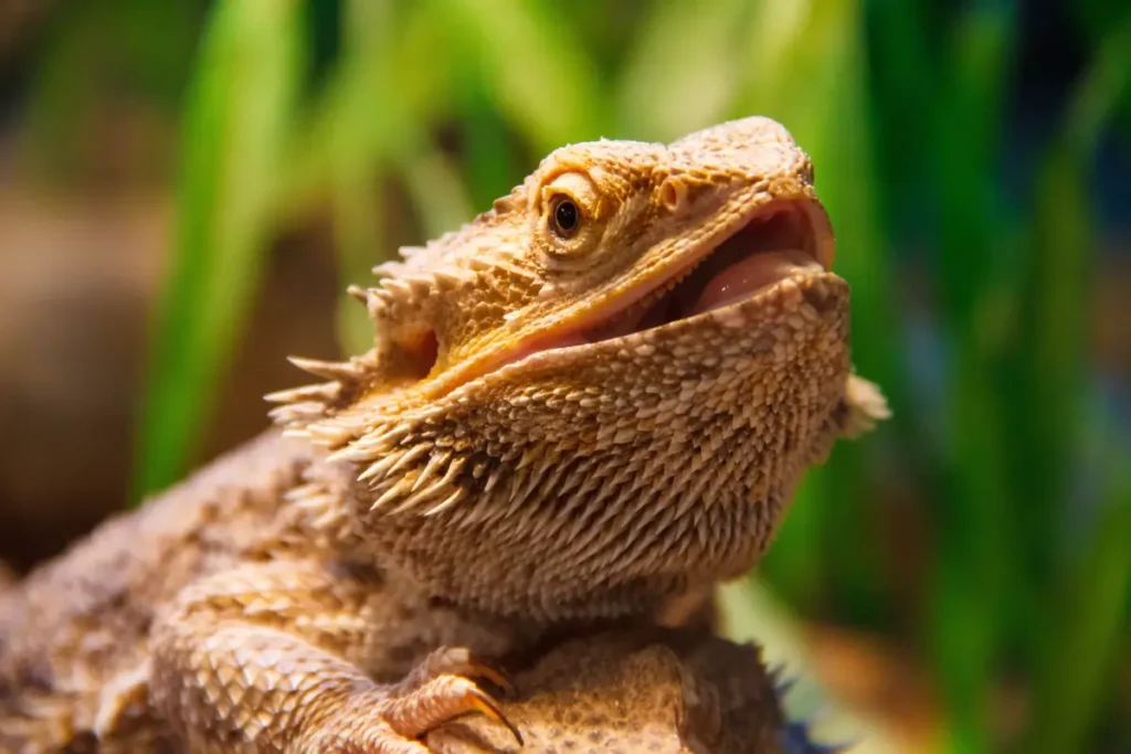 an-old-bearded-dragon