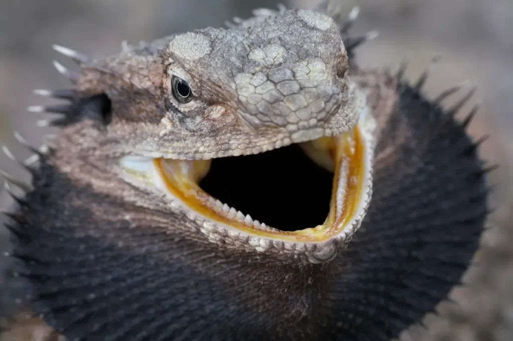 bearded-dragon-black-beard