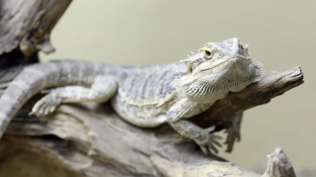 bearded-dragon-resting-on-a-log