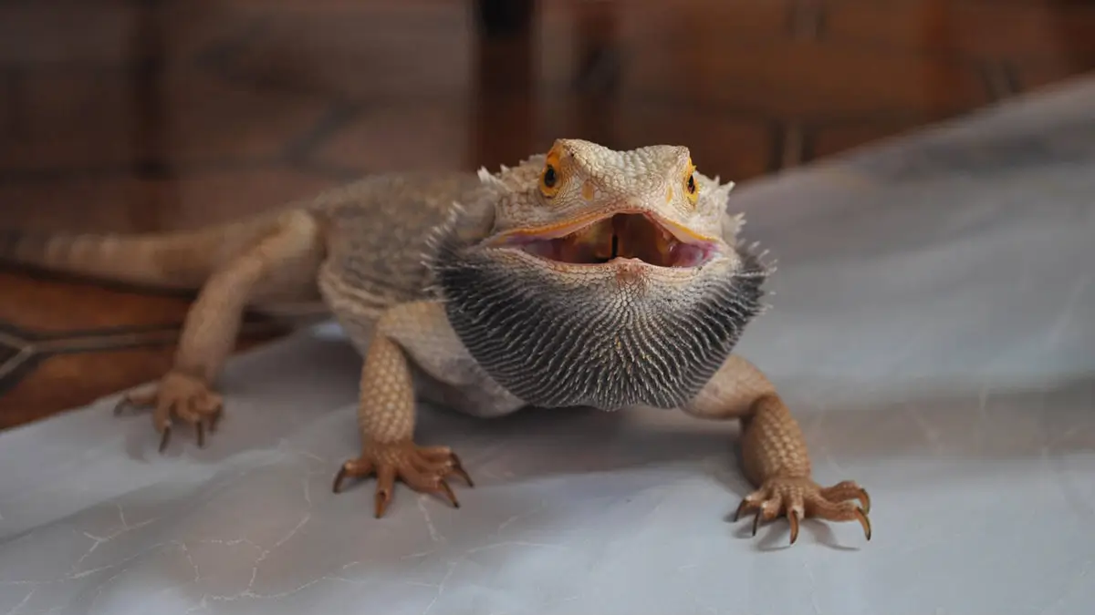 bearded-dragon-turning-black