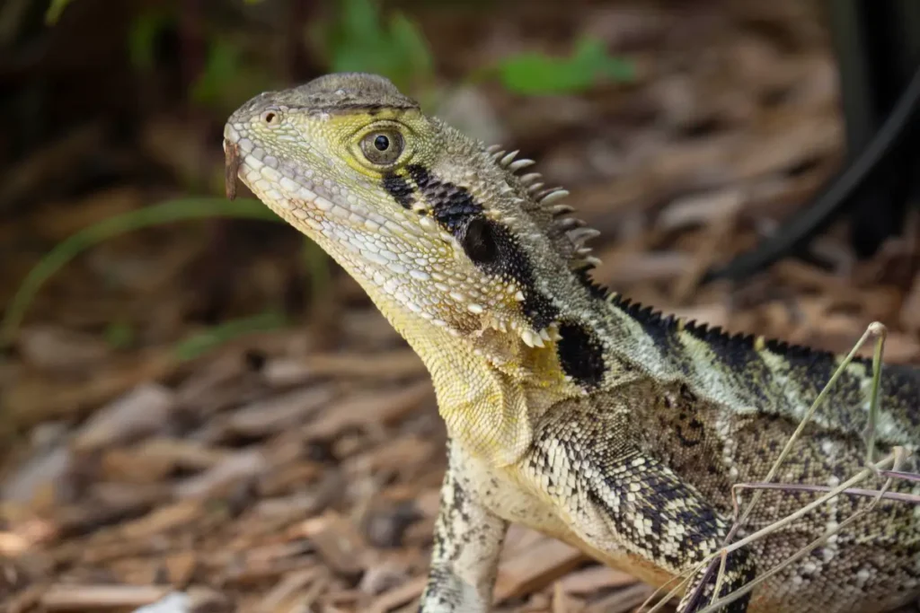 bearded-dragon-with-black-strips