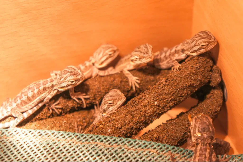 best-bearded-dragon-breeders