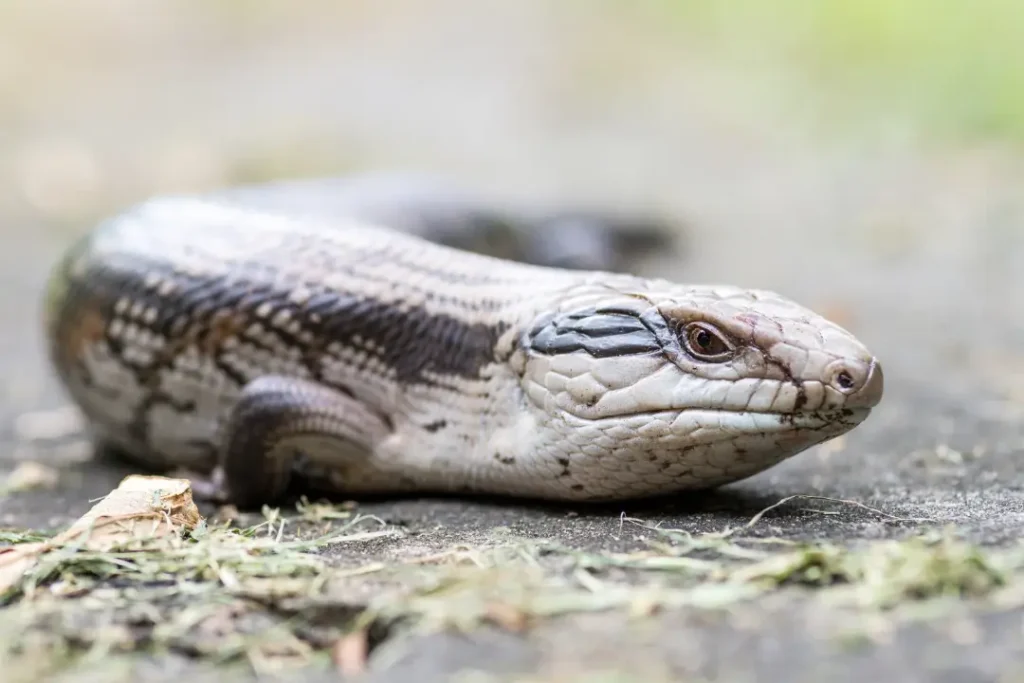 blue-tongue-skink