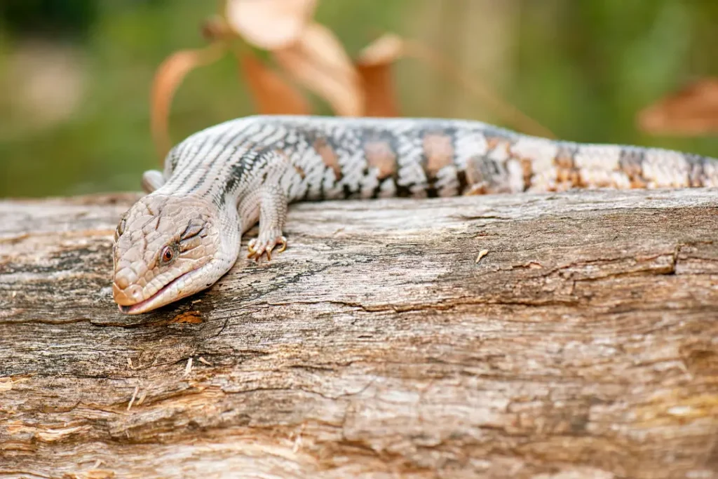 blue-tongue-skink-resting-on-a-log