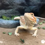 can-bearded-dragons-eat-mustard-greens