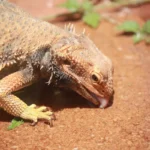 can-bearded-dragons-eat-squash