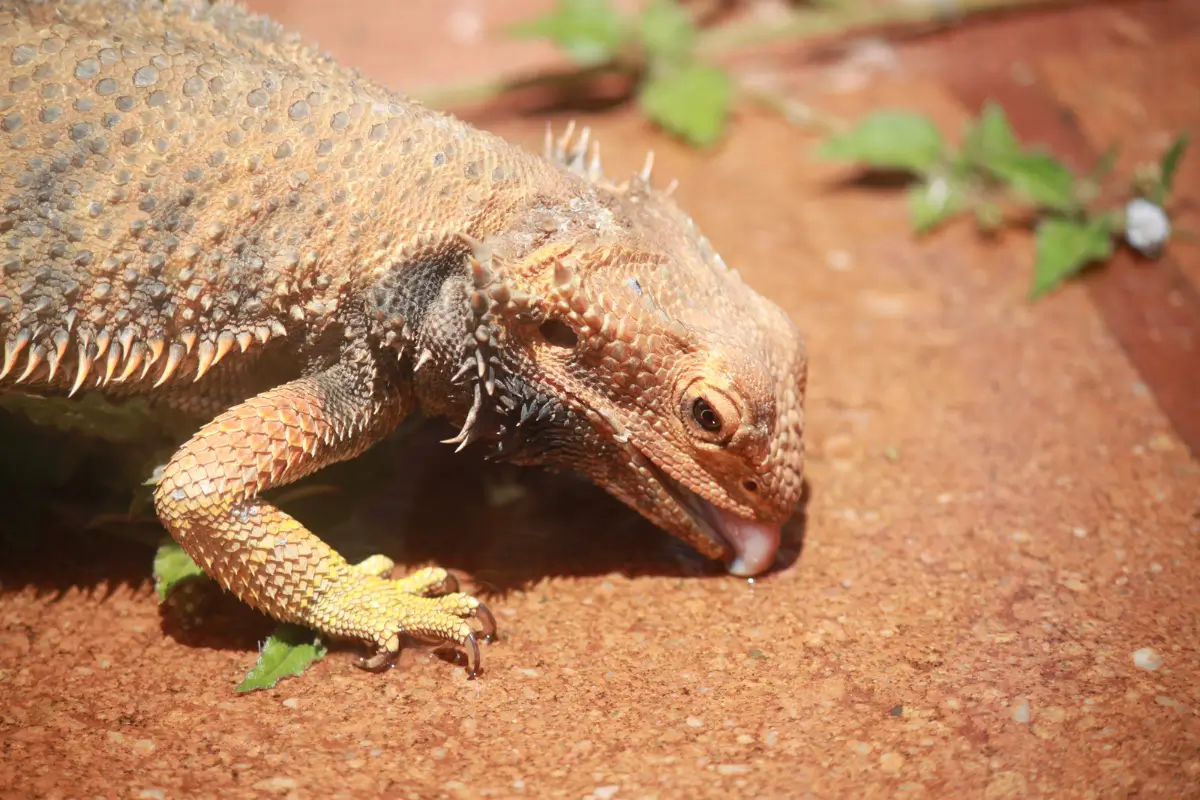 can-bearded-dragons-eat-squash