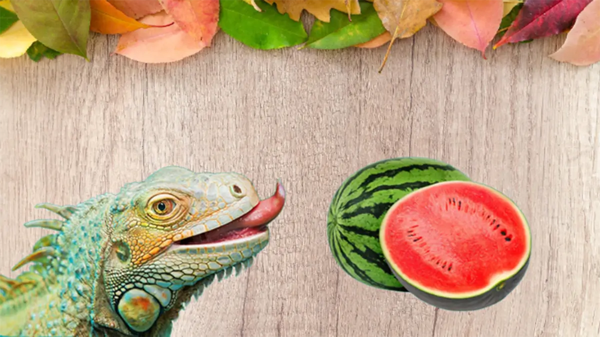 can_iguanas_eat_watermelon