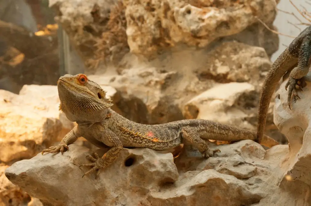 common-bearded-dragon