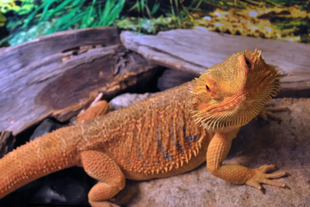 fancy-bearded-dragon