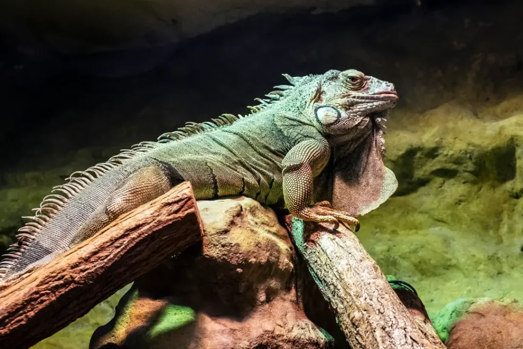 iguana-resting-on-a-log