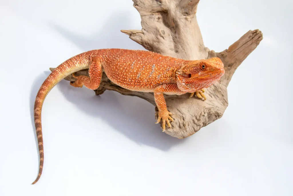 types-of-fancy-bearded-dragons