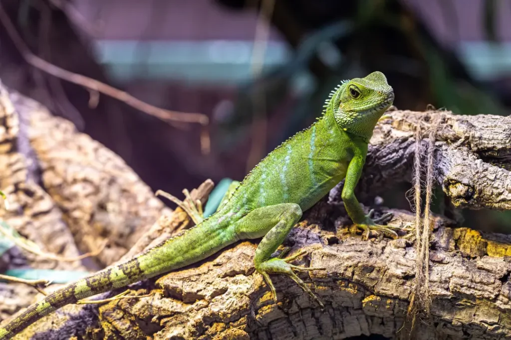 how-to-tame-iguana