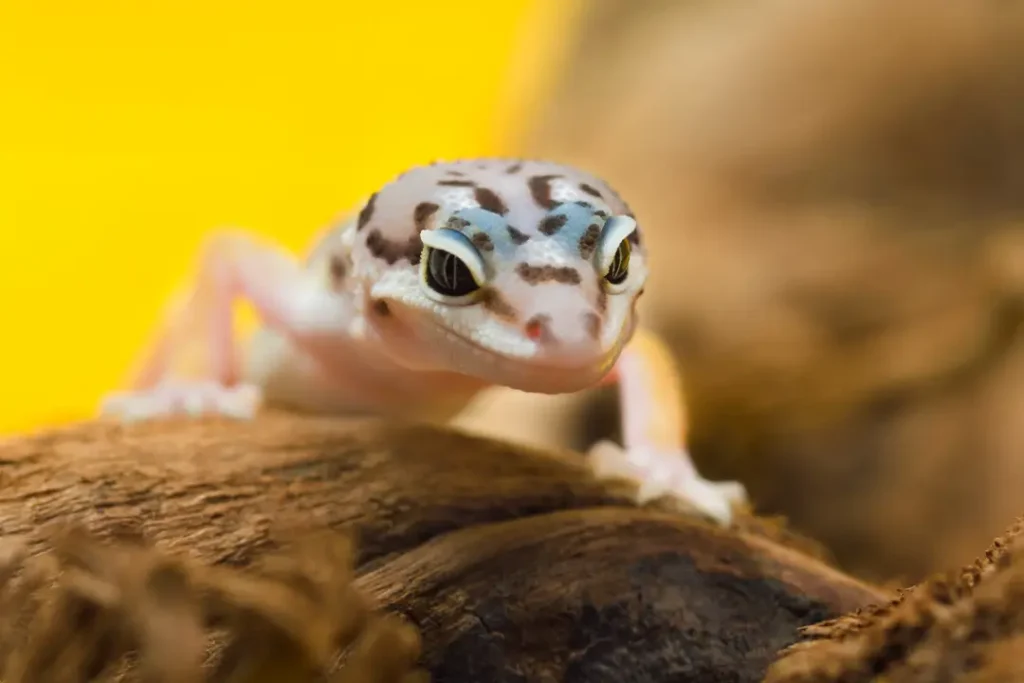 baby-leopard-gecko