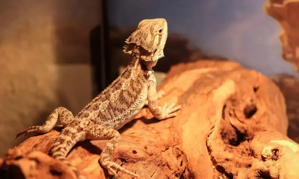 bearded-dragon-basking