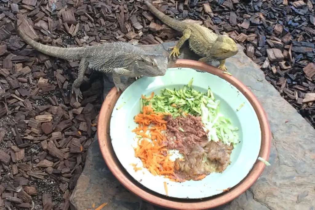 bearded-dragon-eating-veggies