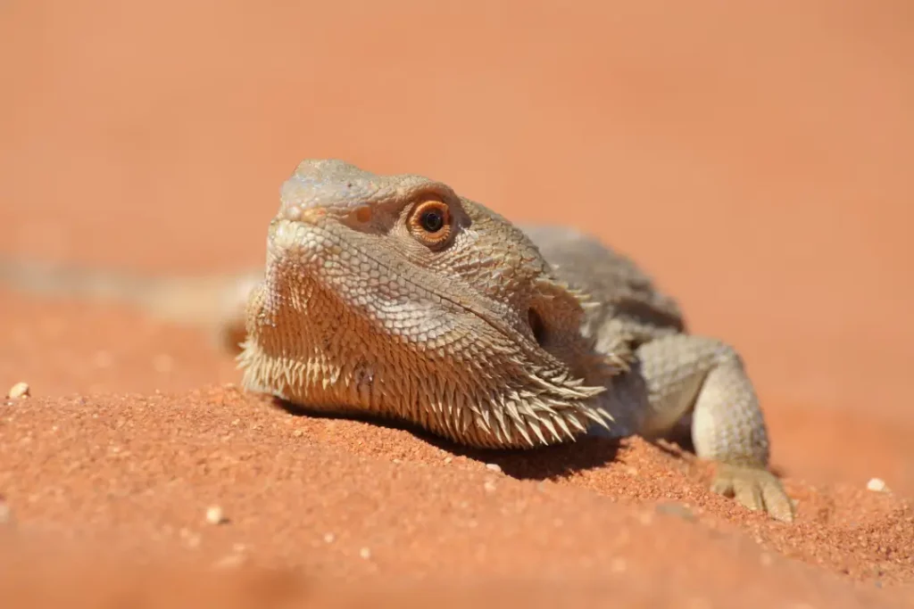 bearded-dragon-on-sand