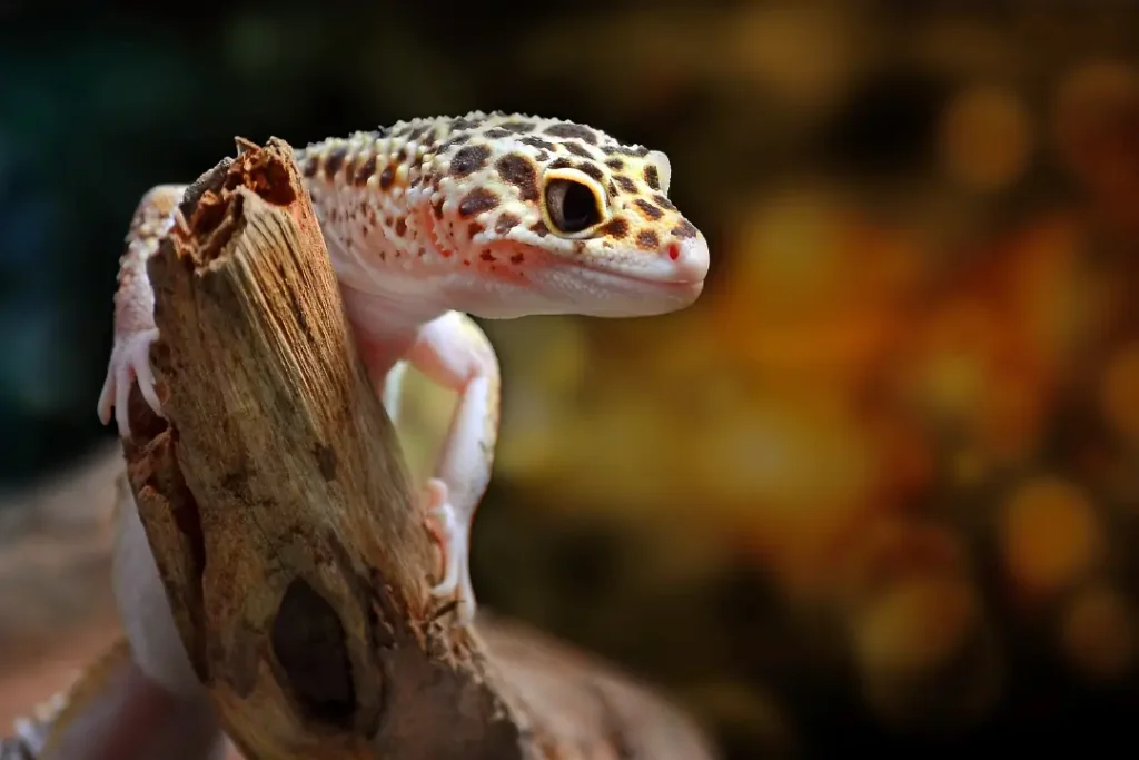 leopard-gecko-resting-on-a-log