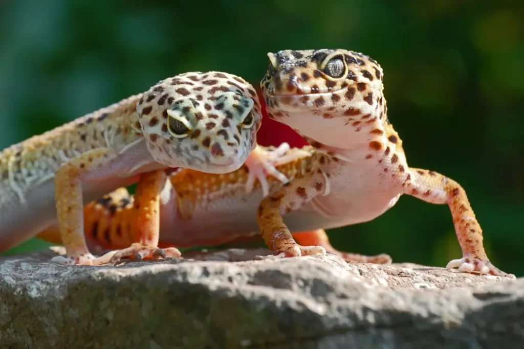 leopard-geckos