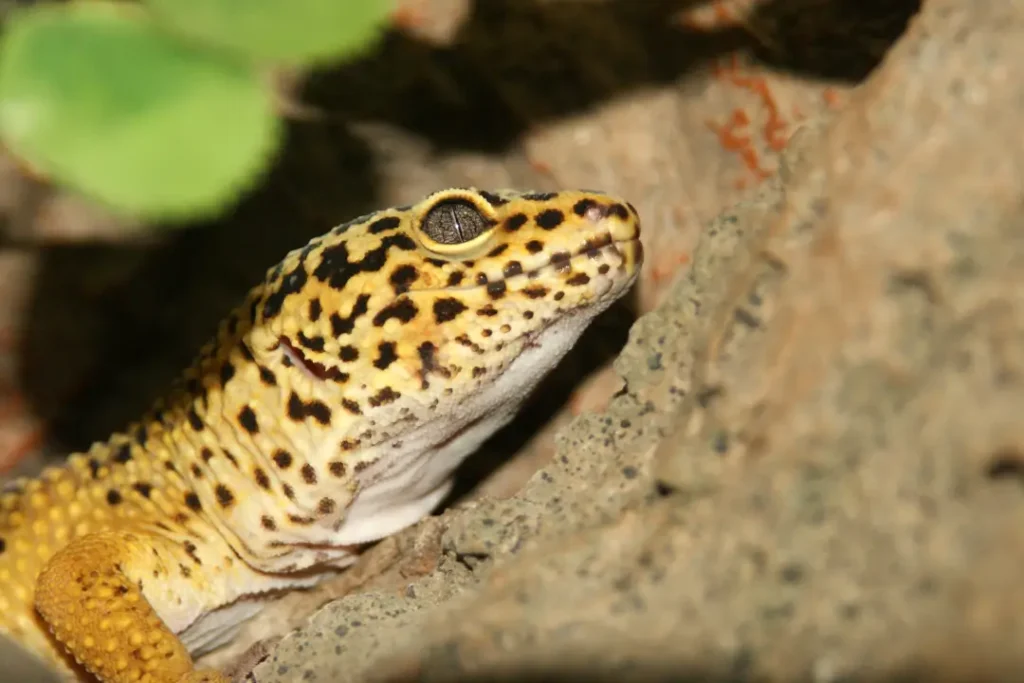 pet-leopard-gecko