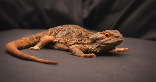 sick-bearded-dragon