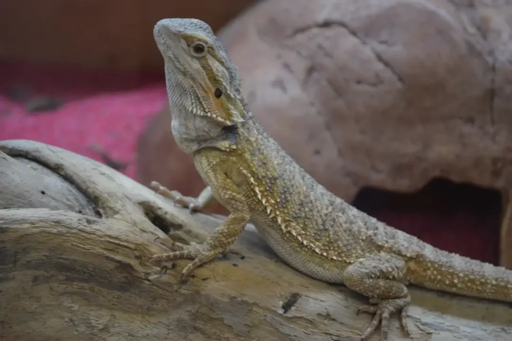 bearded-dragon-habitat