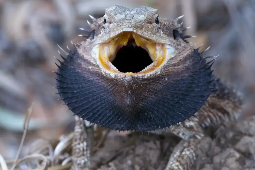 stressed-bearded-dragon