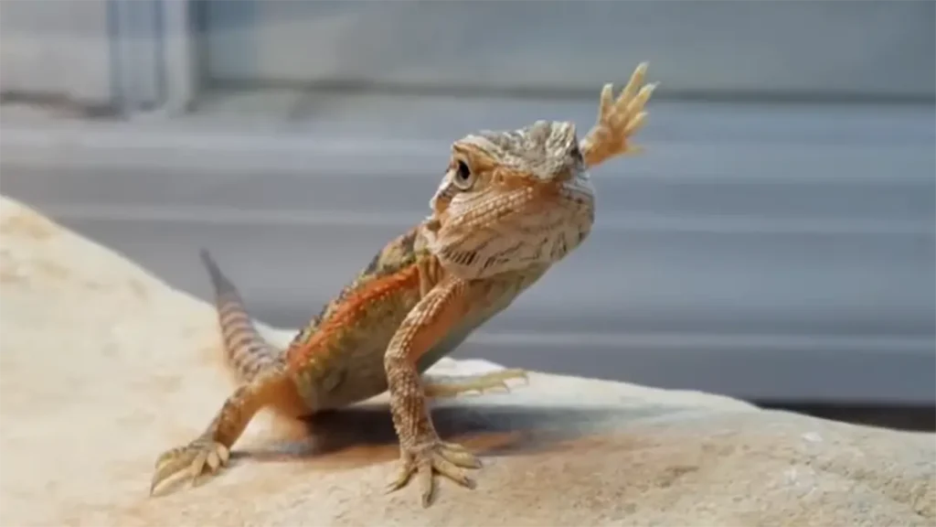 bearded-dragon-arm-waving1